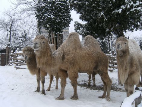 hajni_092.jpg